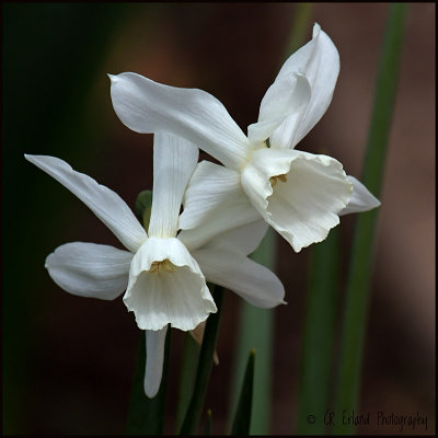 White Beauties