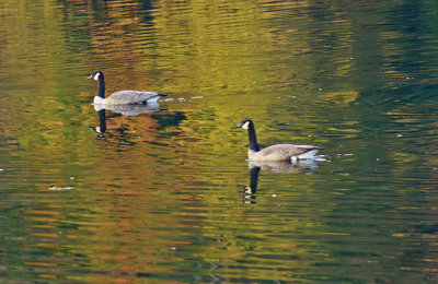 A COUPLE FOR A SWIM