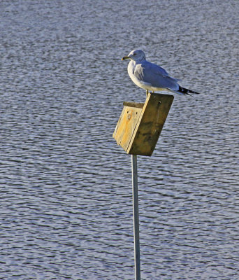 BIRD HOUSE!?