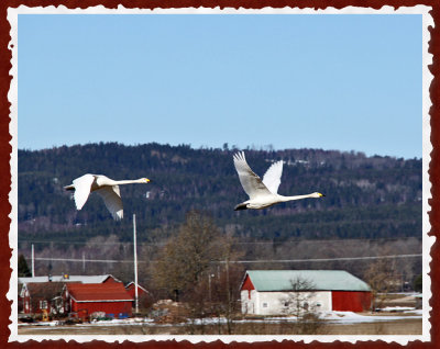 A Day At Lake Tysslingen And The Whooper Swan Colony