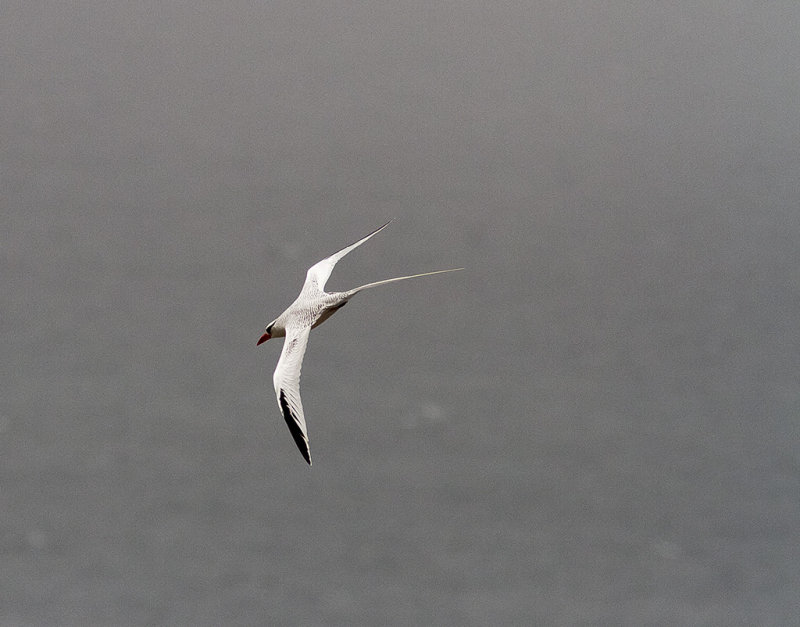 Rödnäbbad tropikfågel<br/>Red-billed Tropicbird<br/>(Phaethon aethereus)