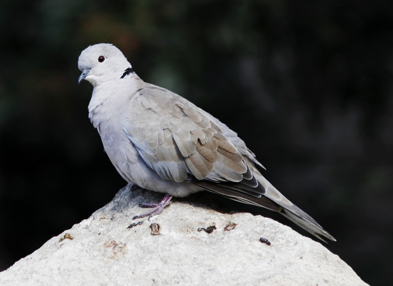 Turkduva<br/>Eurasian Collared-Dove<br/>(Streptopelia decaocto)