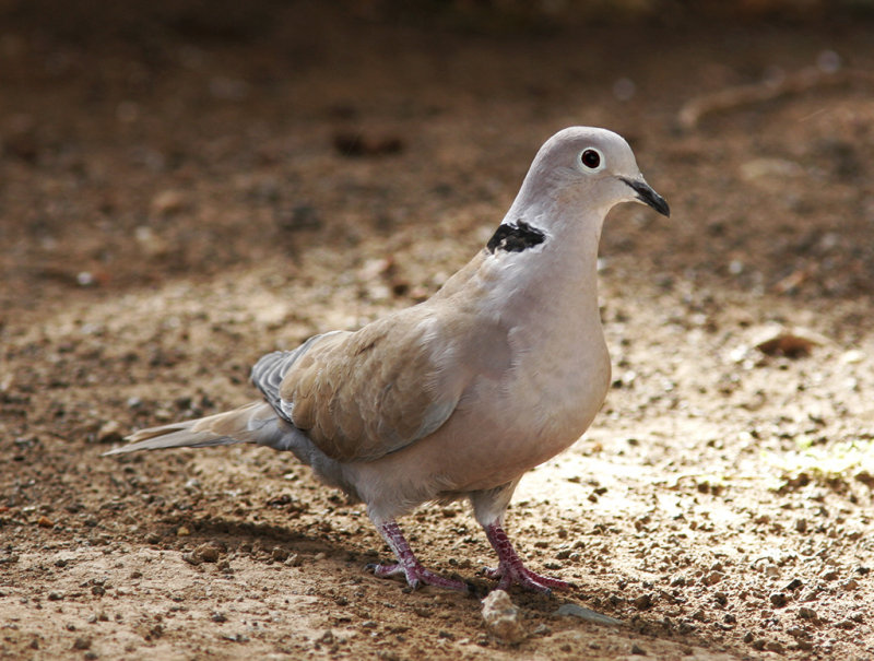 Turkduva<br/>Eurasian Collared-Dove<br/>(Streptopelia decaocto)