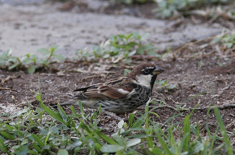 Spansk sparv<br/>Spanish Sparrow<br/>(Passer hispaniolensis)