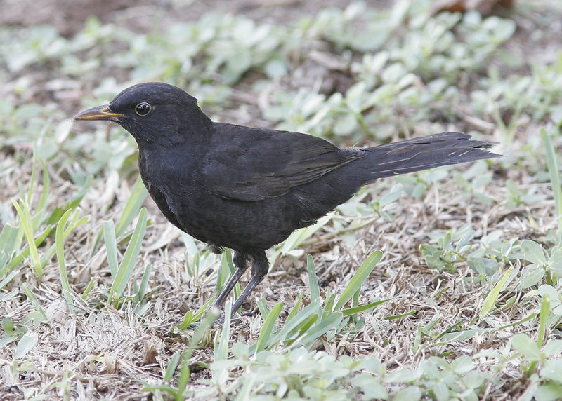 Koltrast (rasen cabrerae)<br/>Eurasian Blackbird (cabrerae)<br/>(Turdus merula cabrerae)