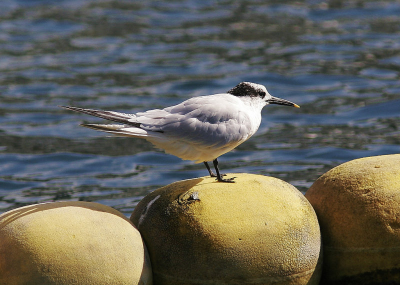 Kentsk trna<br/>Sandwich Tern<br/>(Thalasseus sandvicensis)