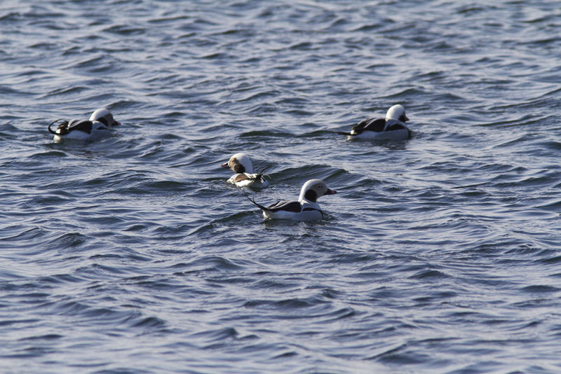 Long-tailed Duck
