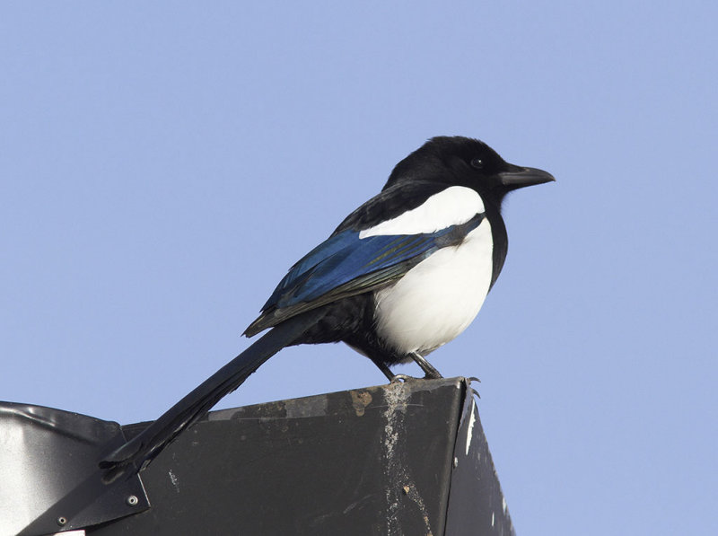 Eurasian magpie