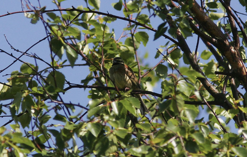 Cirl Bunting