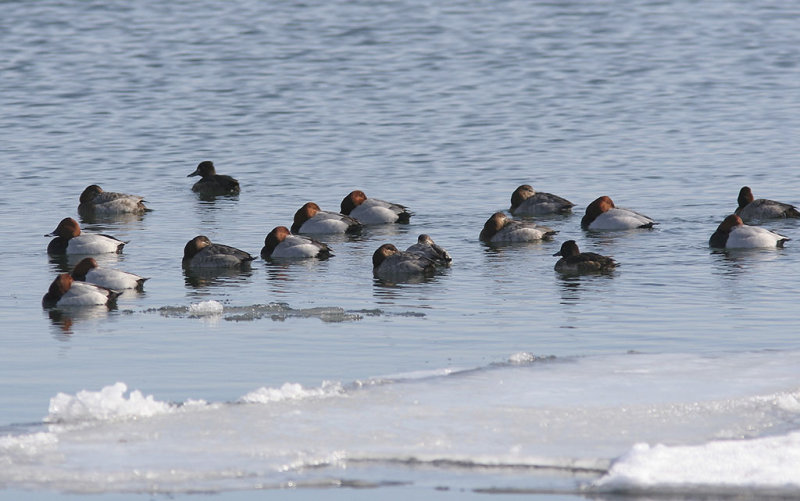 Brunand<br/>Common Pochard<br/>(Aythya ferina)