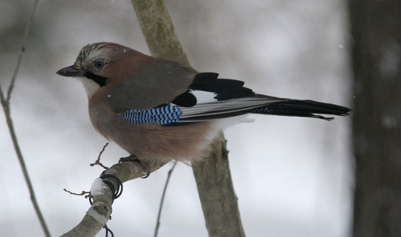 Eurasian Jay
