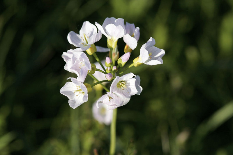 ngsbrmsa<br/>Cuckooflower<br/>Cardamine pratensis