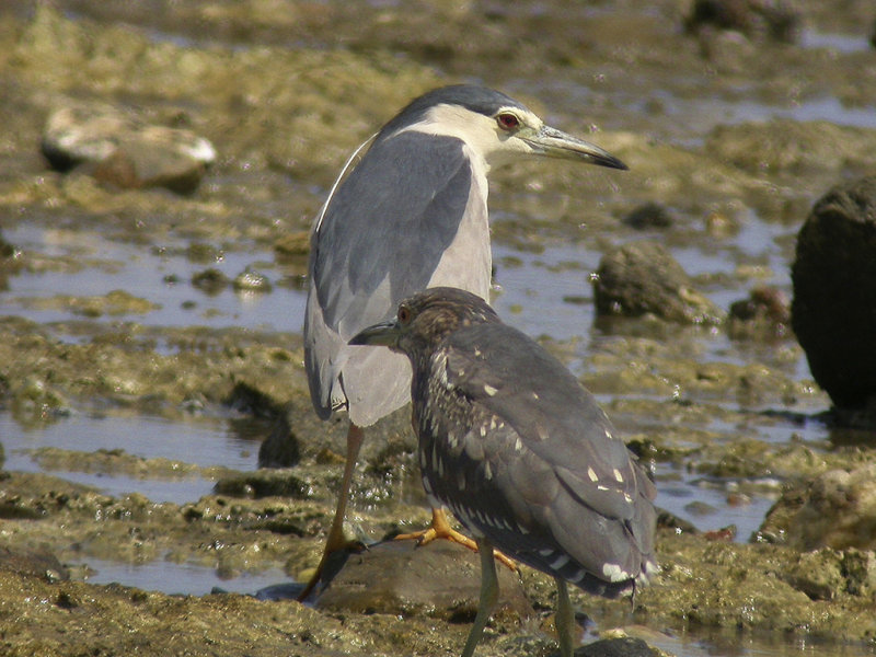 Natthger<br>Black-crowned Night-Heron<br>(Nycticorax nycticorax)