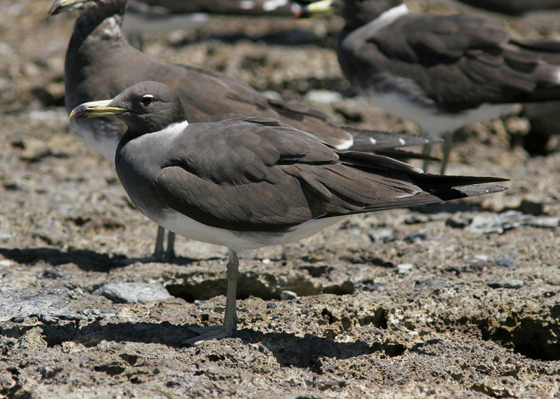 Sotmås<br/>Sooty Gull<br/>(Ichthyaetus hemprichii)