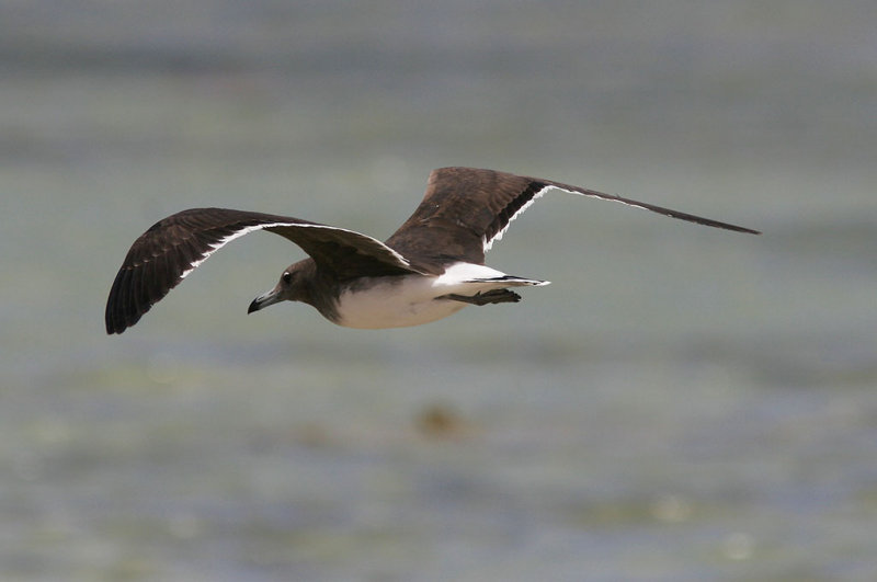 Sotmås<br/>Sooty Gull<br/>(Ichthyaetus hemprichii)