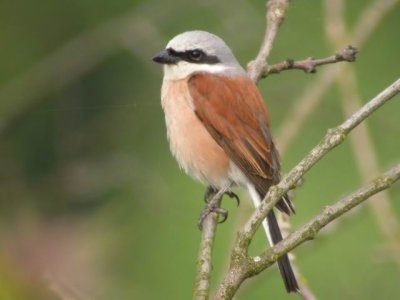 TörnskataRed-backed Shrike(Lanius collurio)