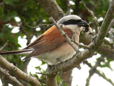 TörnskataRed-backed Shrike(Lanius collurio)