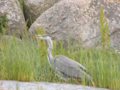 GråhägerGrey Heron(Ardea cinerea)