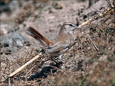 TrädnäktergalRufous-tailed Scrub-Robin(Cercotrichas galactotes)