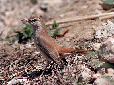 TrädnäktergalRufous-tailed Scrub-Robin(Cercotrichas galactotes)
