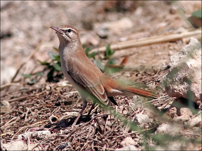 TrädnäktergalRufous-tailed Scrub-Robin(Cercotrichas galactotes)