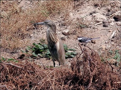 RallhägerSquacco Heron(Ardeola ralloides)