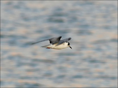 Vitvingad tärna<br/>White-winged Tern<br/>(Chlidonias leucopterus)