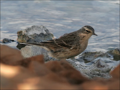 VattenpiplärkaWater Pipit(Anthus spinoletta)