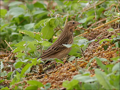 TrädpiplärkaTree Pipit(Anthus trivialis)