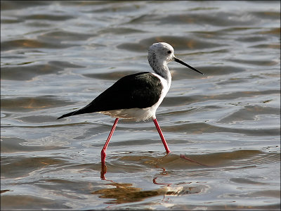 StyltlöpareBlack-winged Stilt(Himantopus himantopus)