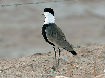 SporrvipaSpur-winged Lapwing(Vanellus spinosus)