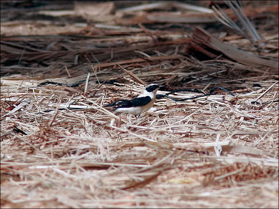 MedelhavsstenskvättaWestern Black-eared Wheatear(Oenanthe hispanica)