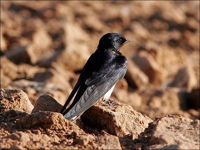 LadusvalaBarn Swallow(Hirundo rustica)