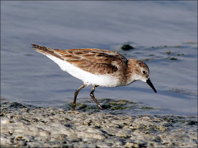 SmåsnäppaLittle Stint(Tringa minuta)