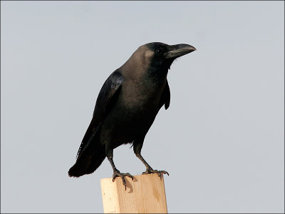 HuskråkaHouse Crow(Corvus splendens)