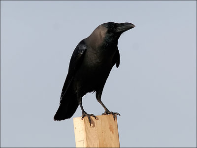 HuskråkaHouse Crow(Corvus splendens)