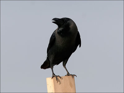 HuskråkaHouse Crow(Corvus splendens)