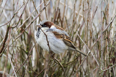 GråsparvHouse Sparrow(Passer domesticus)