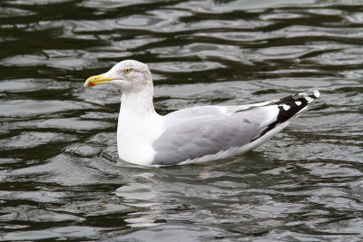 GråtrutEuropean Herring Gull(Larus argentatus)