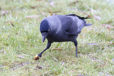 KajaEurasian Jackdaw(Corvus monedula)