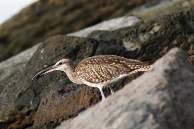 SmåspovWhimbrel(Numenius phaeopus)