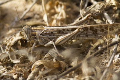 Unknown1b - Cape Verde