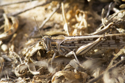 Unknown1a - Cape Verde