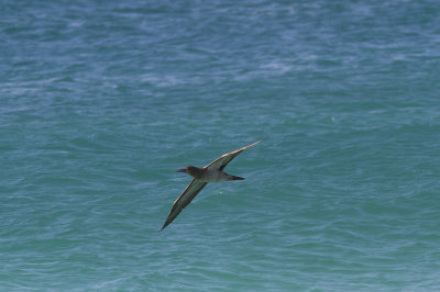 BrunsulaBrown Booby(Sula leucogaster)