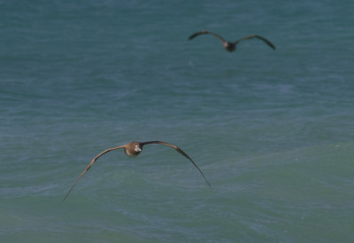 BrunsulaBrown Booby(Sula leucogaster)