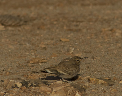 HrfgellrkaGreater Hoopoe-Lark(Alaemon alaudipes)