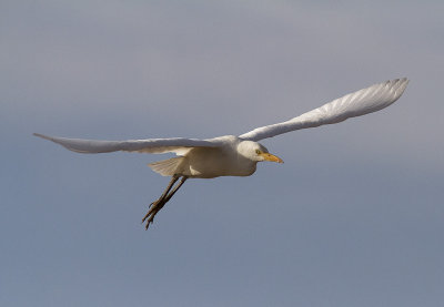 KohgerWestern Cattle Egret(Bubulcus ibis)