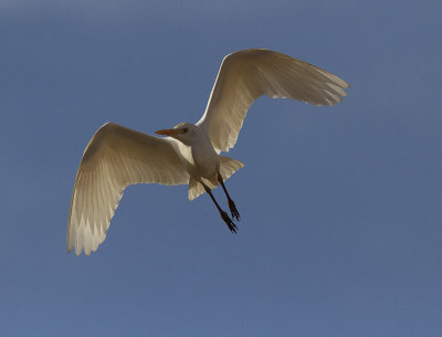 KohgerWestern Cattle Egret(Bubulcus ibis)