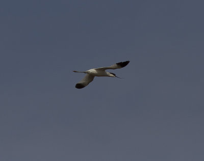 SkrflckaPied Avocet(Recurvirostra avosetta)