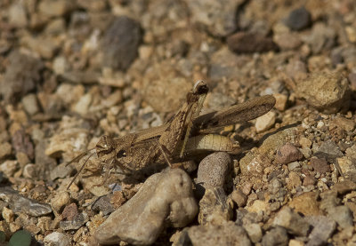 Unknown5a - Cape Verde